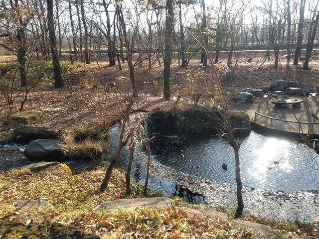 森の泉