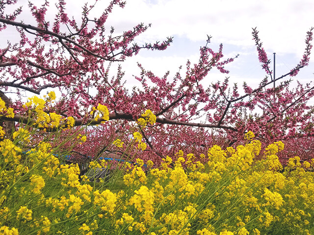 みさか桃源郷公園で見られる桃の花と菜の花