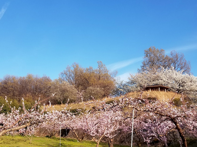 みさか桃源郷公園から見える桃の花