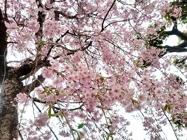 みさか桃源郷公園　枝垂れ桜
